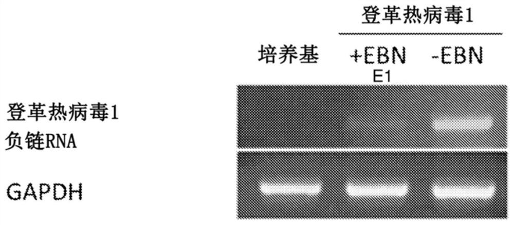 Immunological extract and method of production