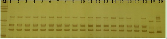 Citrus breed standard DNA fingerprint spectrum library and constructing method thereof