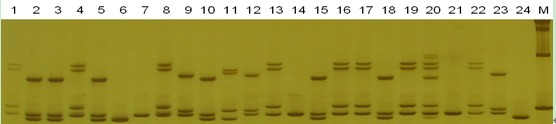 Citrus breed standard DNA fingerprint spectrum library and constructing method thereof