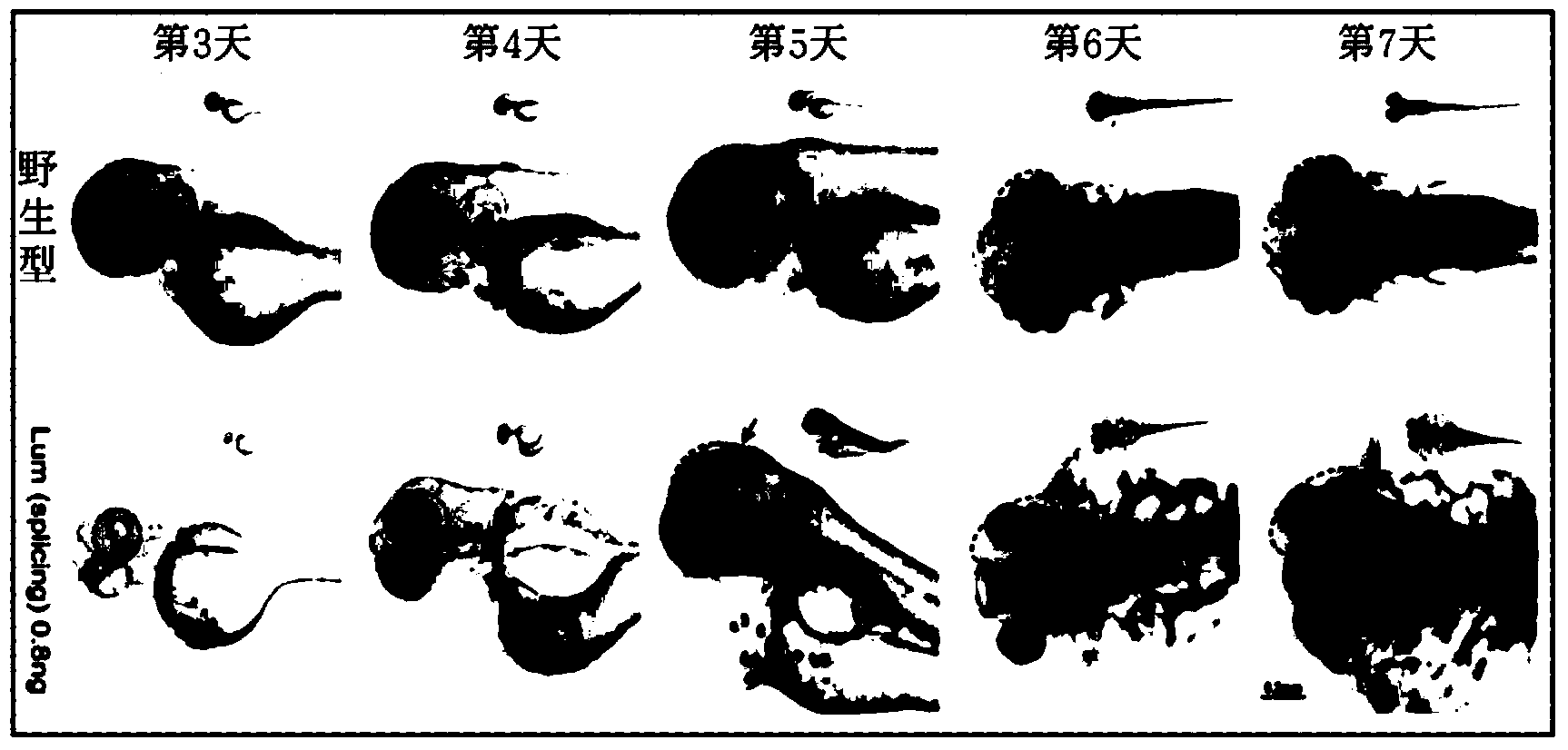 Methods for drug screen using zebrafish model and the compounds screened thereform