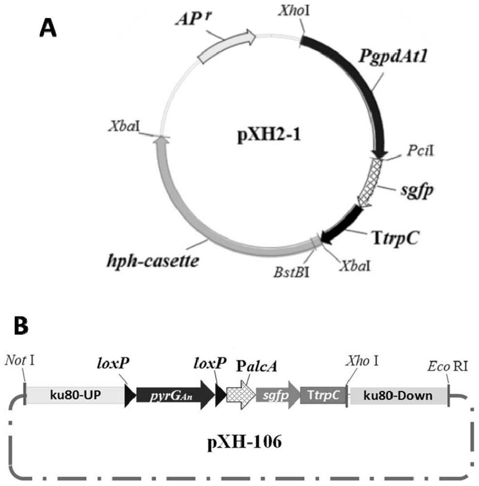 A kind of Aspergillus producing monacolin j and its construction method and application