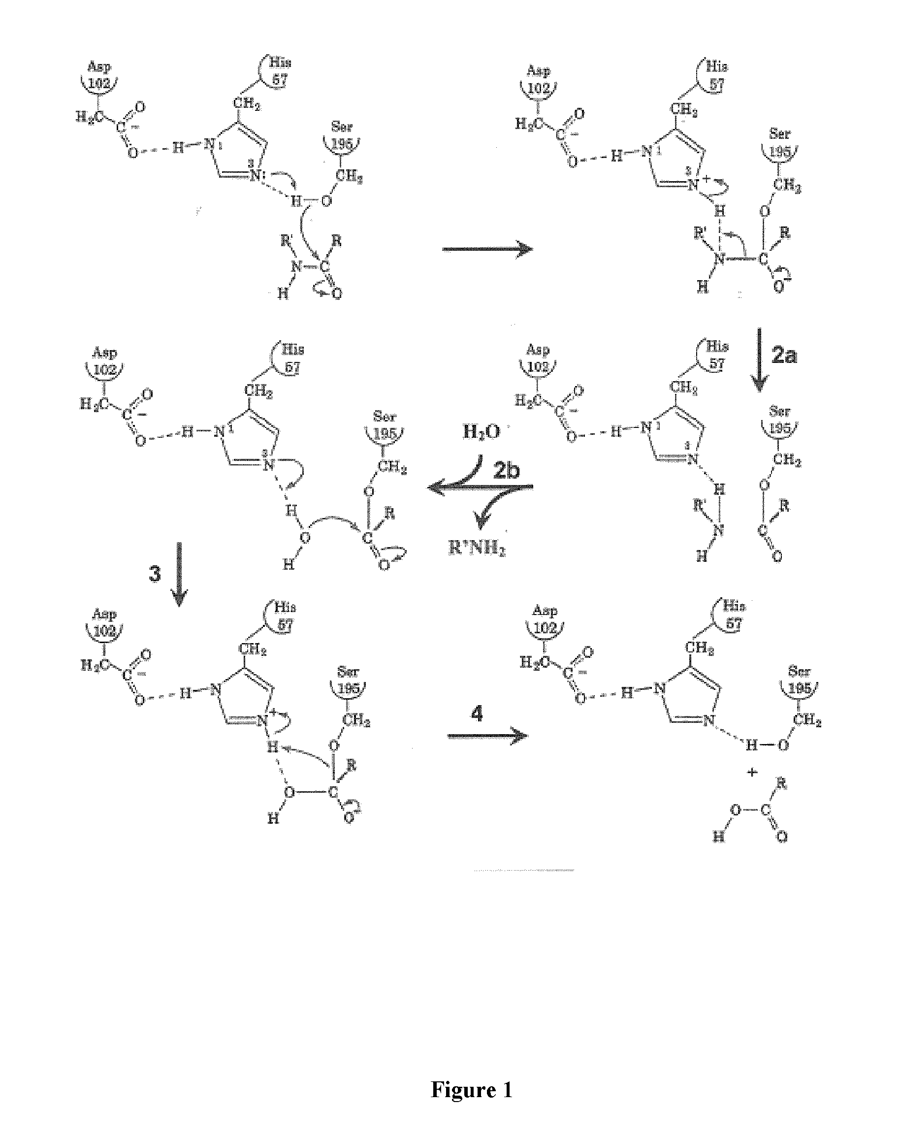 Agents for the molecular imaging of serine-protease in human pathologies