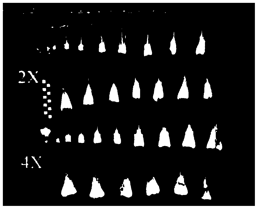 A Tetraploid Breeding Method of Non-heading Chinese Cabbage