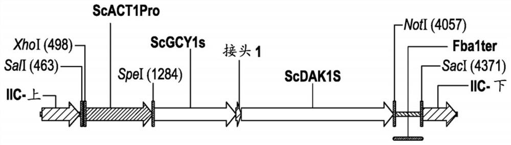 Compositions and methods for increasing ethanol production by yeast using gcy1 and dak1