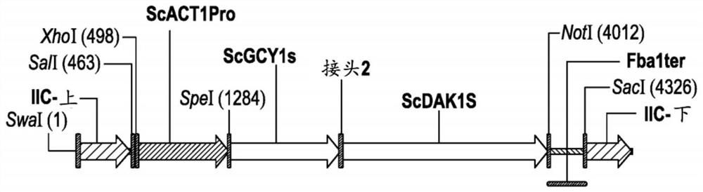 Compositions and methods for increasing ethanol production by yeast using gcy1 and dak1