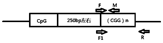 FRM1 gene CGG sequence repeat detection method and application