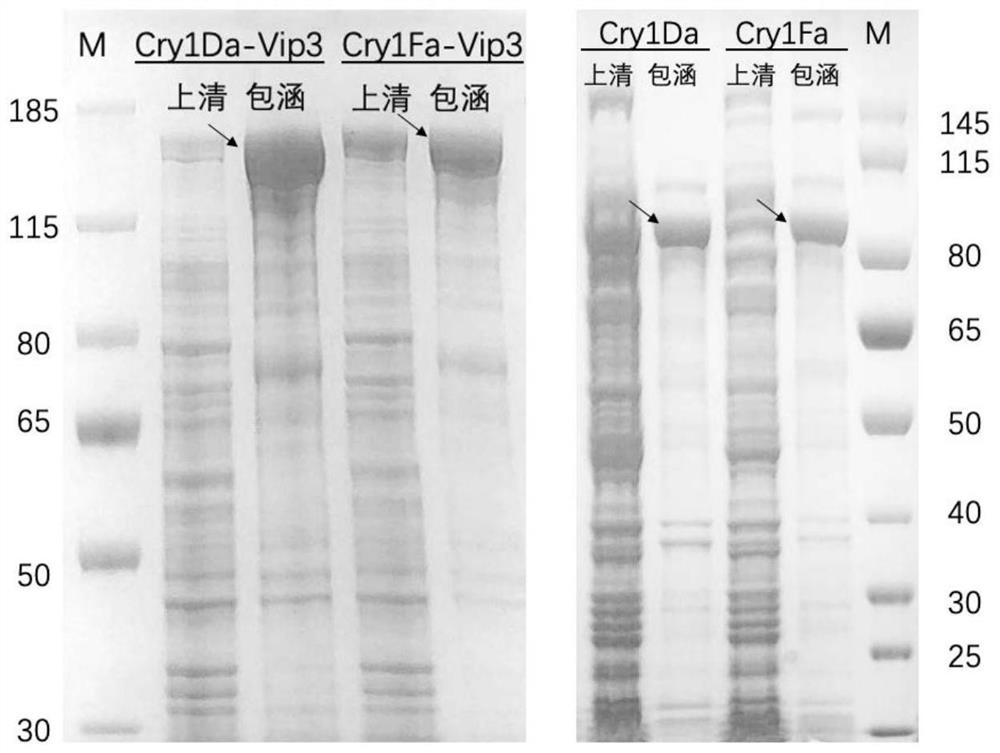 Fusion protein capable of efficiently resisting spodoptera frugiperda and application thereof