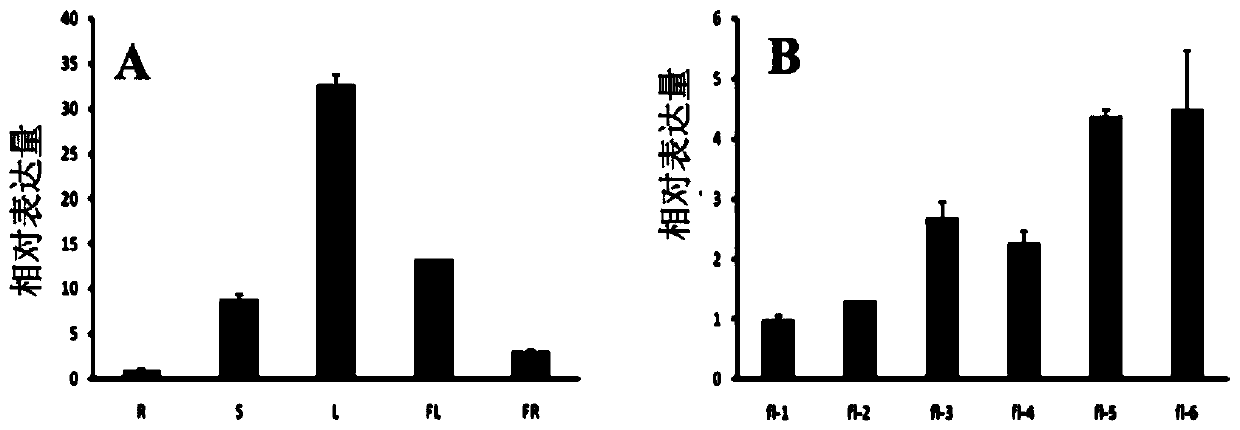 Application of tomato gene slsaur58 in regulating tomato growth and drought resistance