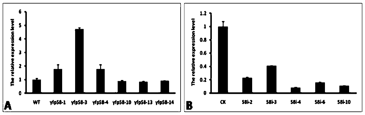 Application of tomato gene slsaur58 in regulating tomato growth and drought resistance