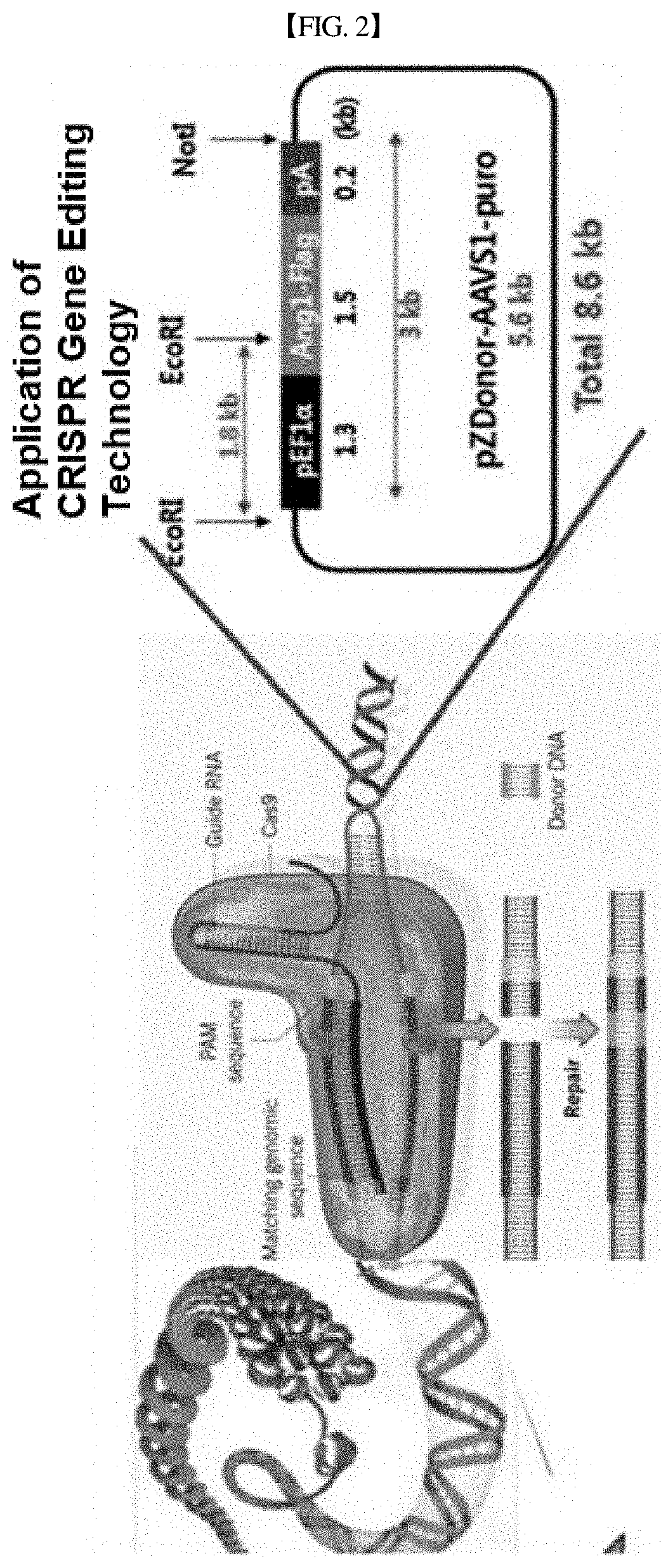 Pharmaceutical composition for preventing or treating neurological disorders or cardiovascular diseases, comprising srage-secreting stem cell