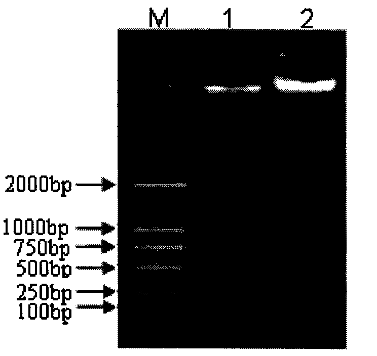 Neosporosis recombinant enzyme-linked immunosorbent assay (rELISA) antibody assay kit