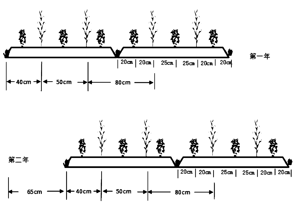 Method for planting corn and cover crops