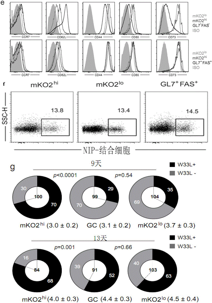 Memory B cell precursor cell and use thereof