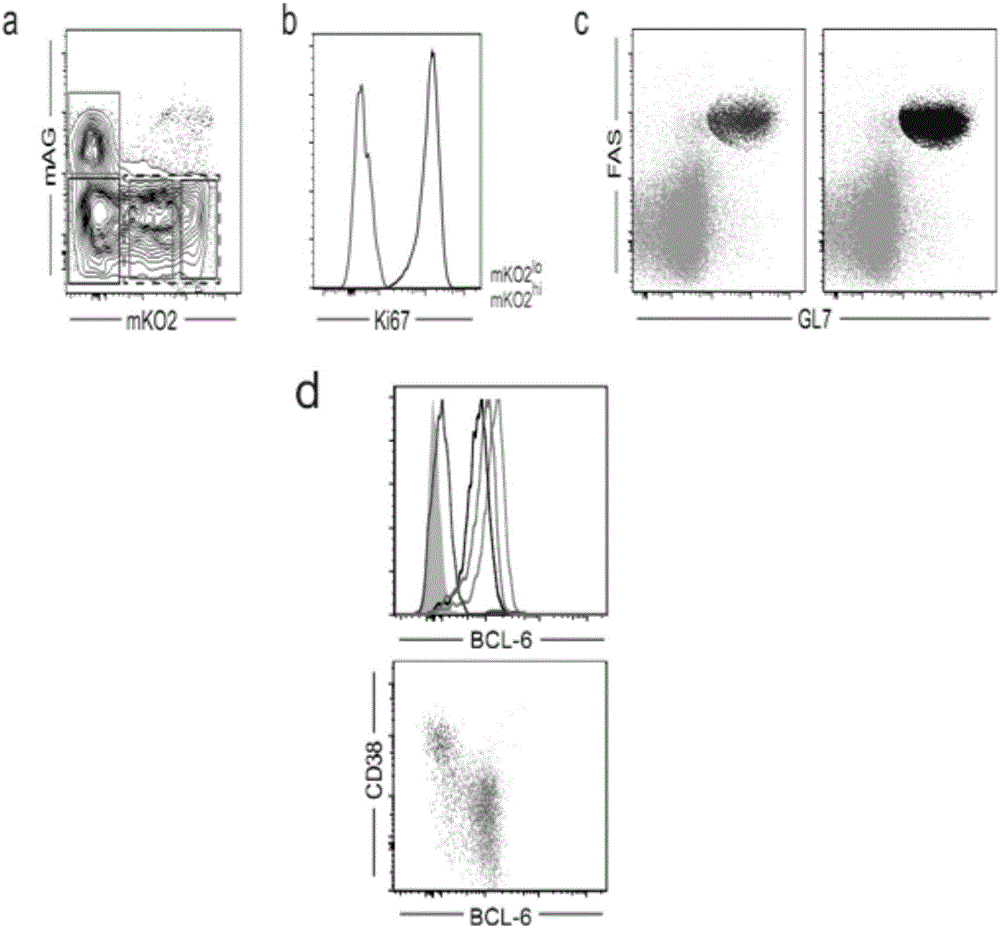 Memory B cell precursor cell and use thereof