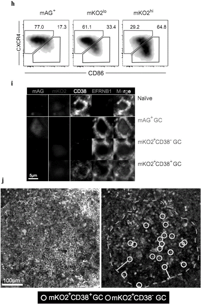 Memory B cell precursor cell and use thereof