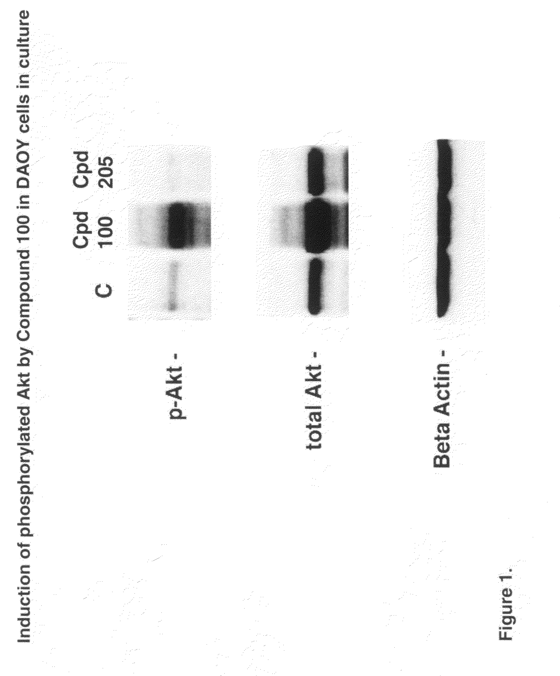 Neuroprotective agents for the prevention and treatment of neurodegenerative diseases