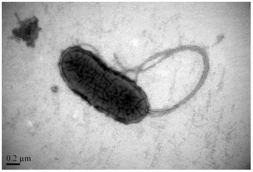 Bacterial strain for degradation of p-xylene and culture method and application thereof