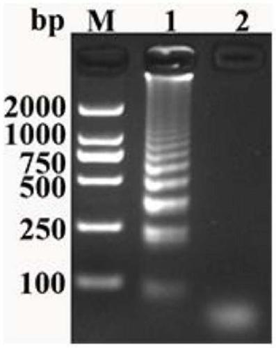 Novel gosling gout virus one-step method loop-mediated isothermal detection reagent and application thereof