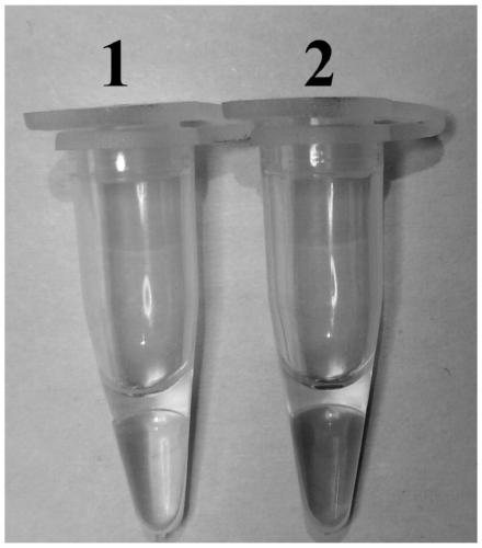 Novel gosling gout virus one-step method loop-mediated isothermal detection reagent and application thereof