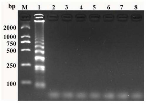 Novel gosling gout virus one-step method loop-mediated isothermal detection reagent and application thereof