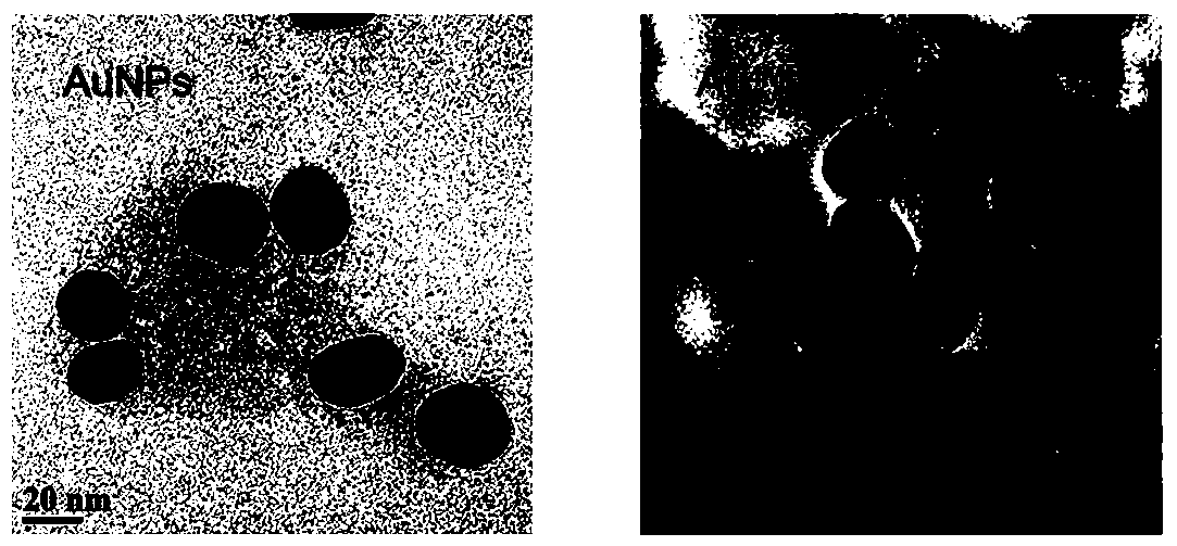 SERS sensor of sandwich structure for detecting tyrosinase, and preparation and detection method thereof