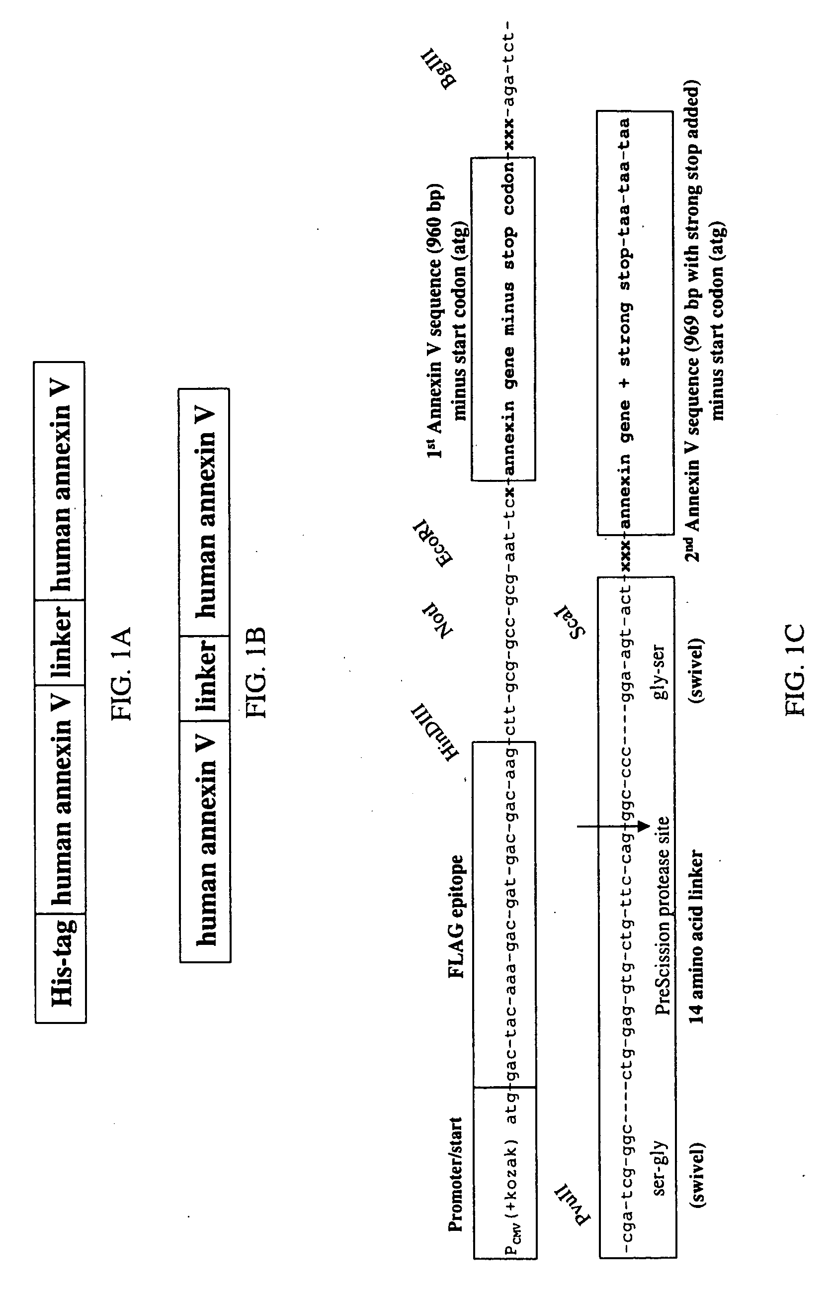 Modified annexin proteins and methods for their use in organ transplantation and in prevention of thrombosis and reperfusion injury