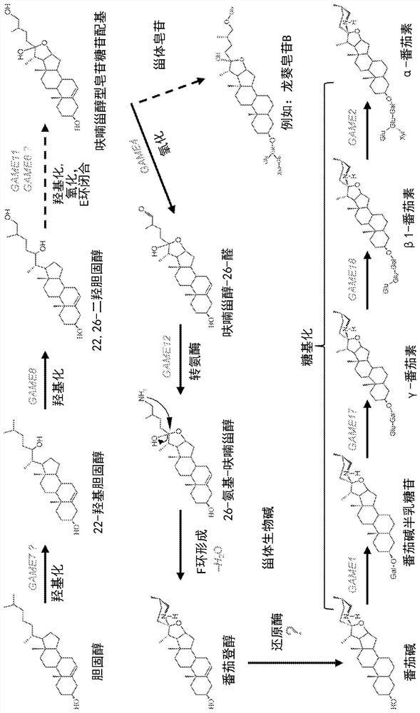 Cellulose-synthase-like enzymes and uses thereof