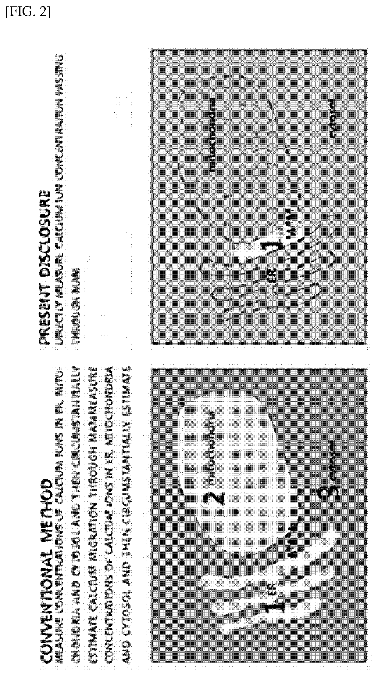 Mam-specific fluorescence calcium sensor and use thereof