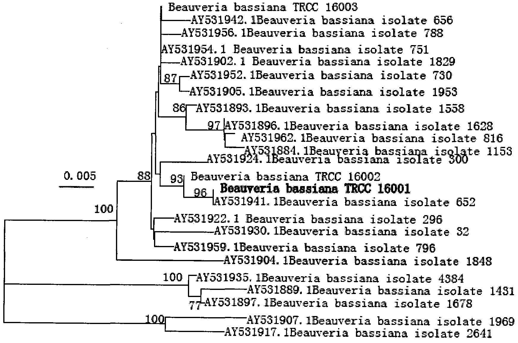 Beauveria bassiana and application thereof