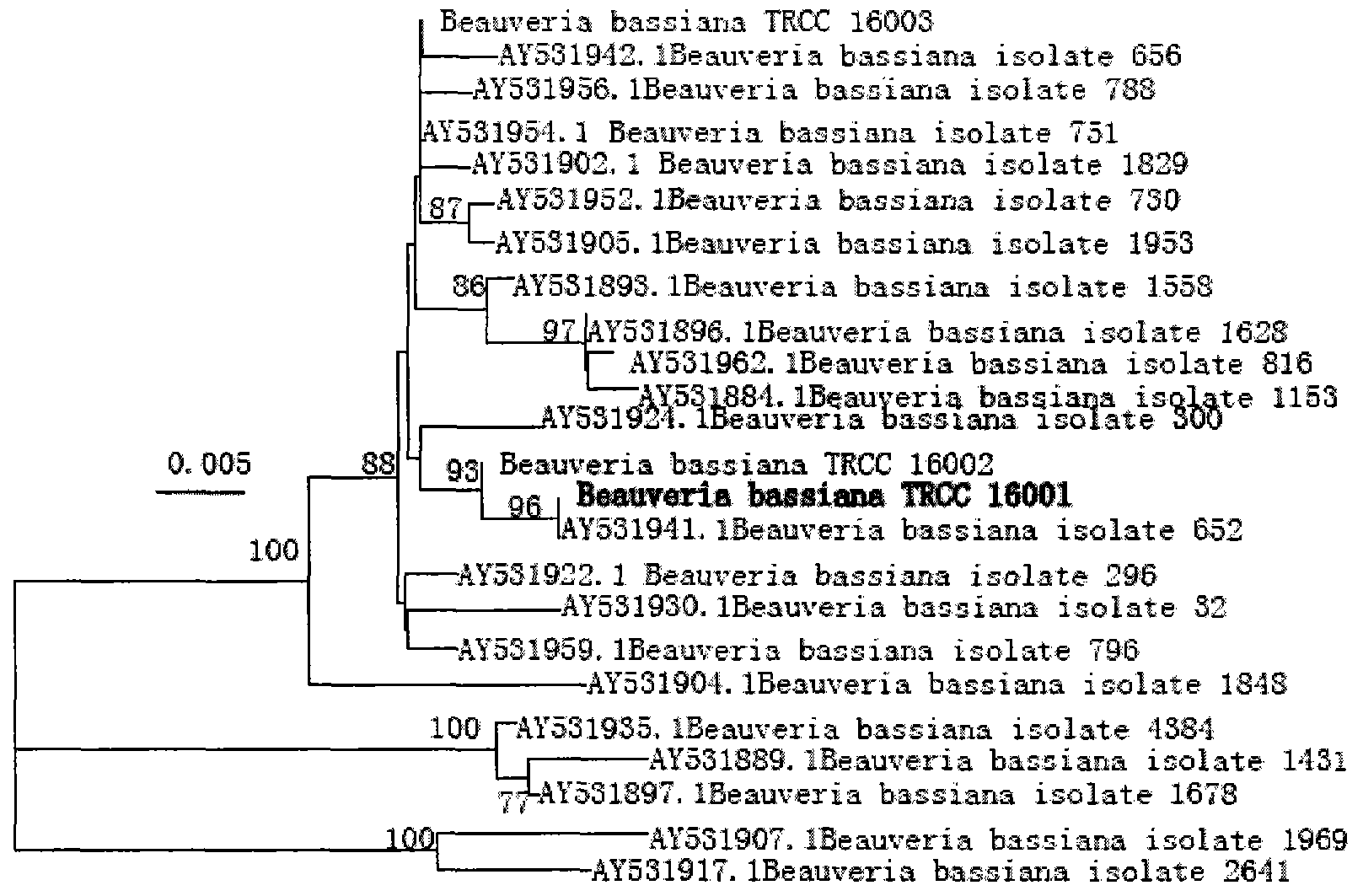 Beauveria bassiana and application thereof