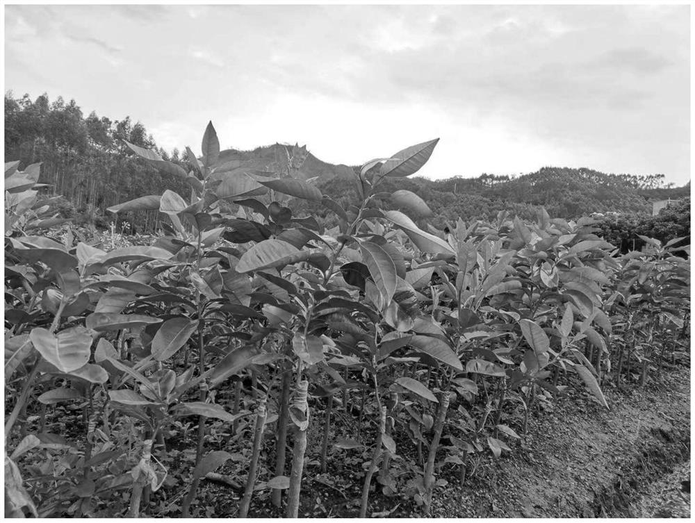 A kind of grafting method of ruby ​​green pomelo