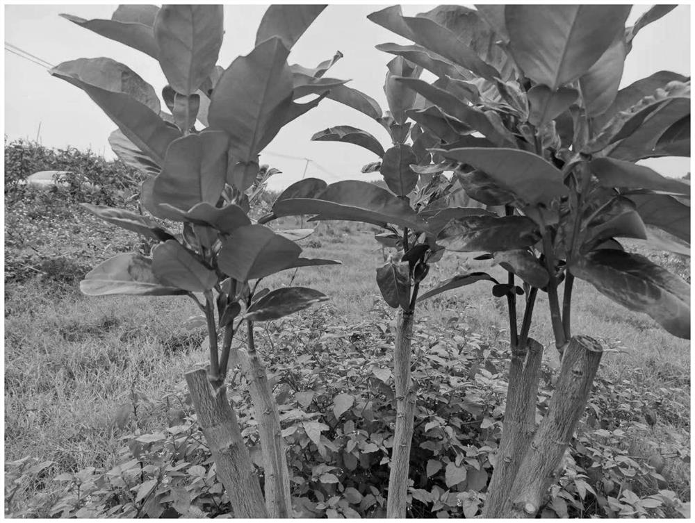 A kind of grafting method of ruby ​​green pomelo