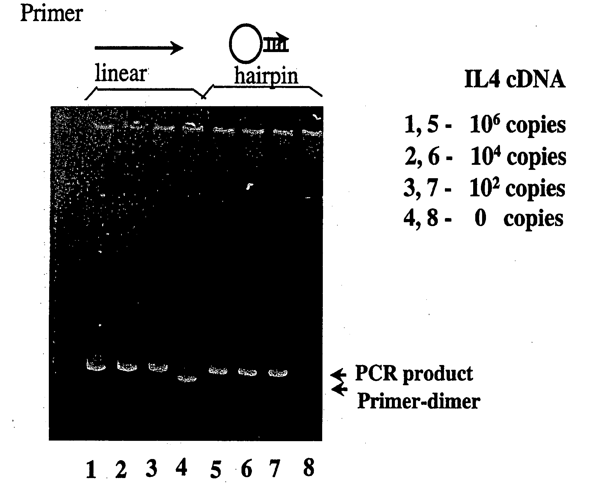 Primers and methods for the detection and discrimination of nucleic acids