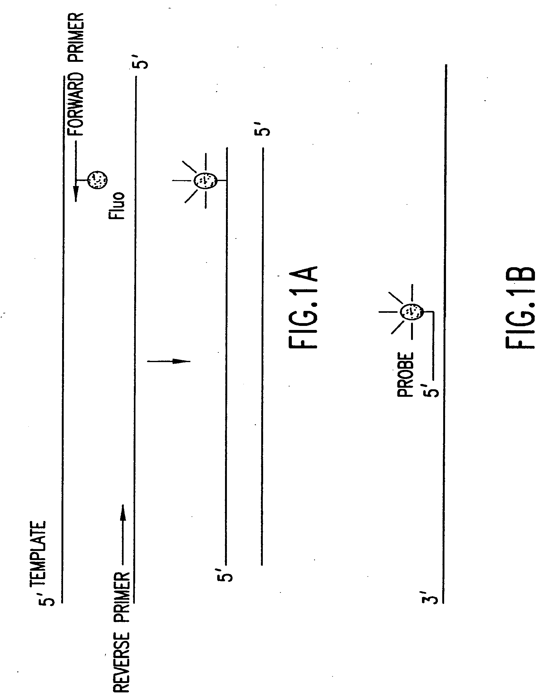 Primers and methods for the detection and discrimination of nucleic acids