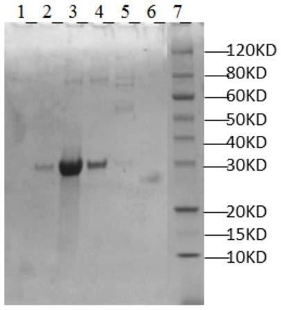 Restriction enzyme SmaI and expression purification method thereof