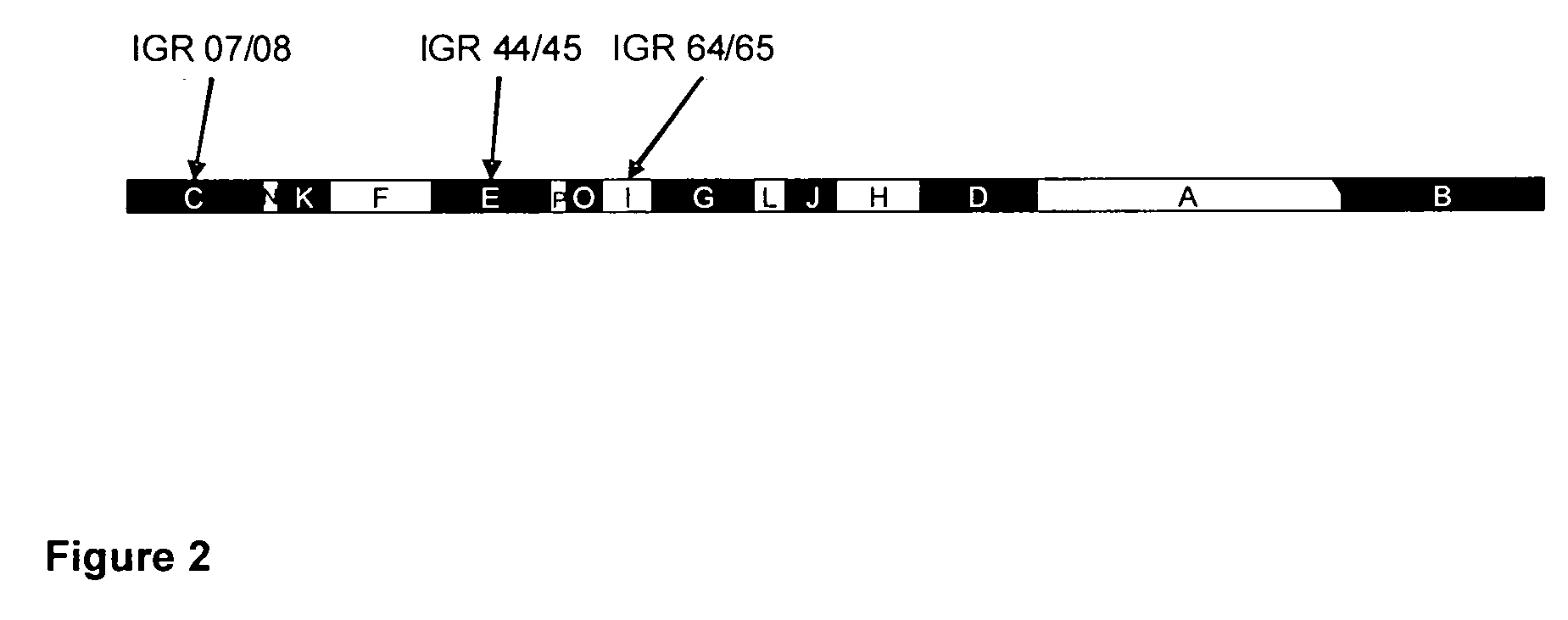 Recombinant modified vaccinia virus measles vaccine