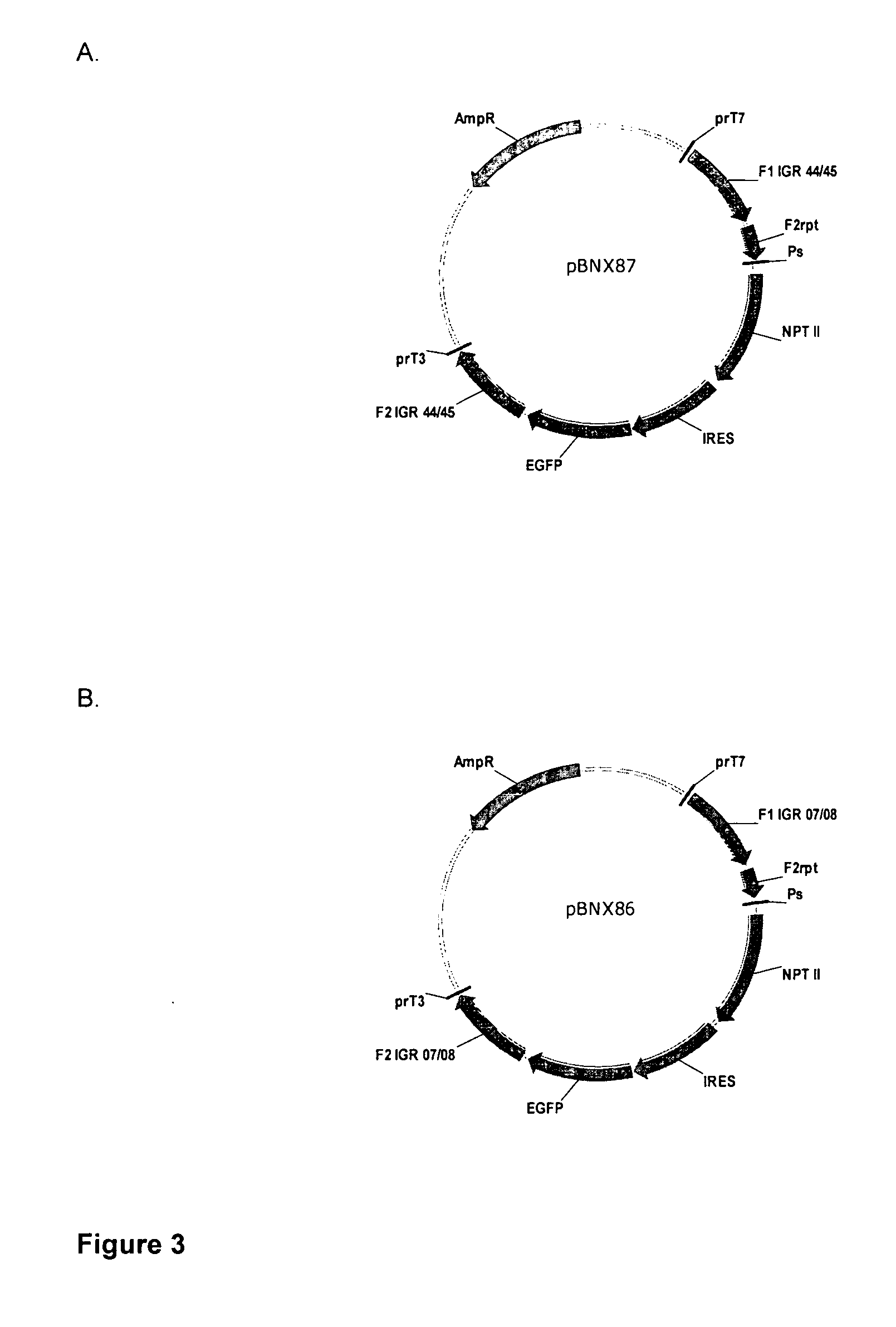 Recombinant modified vaccinia virus measles vaccine