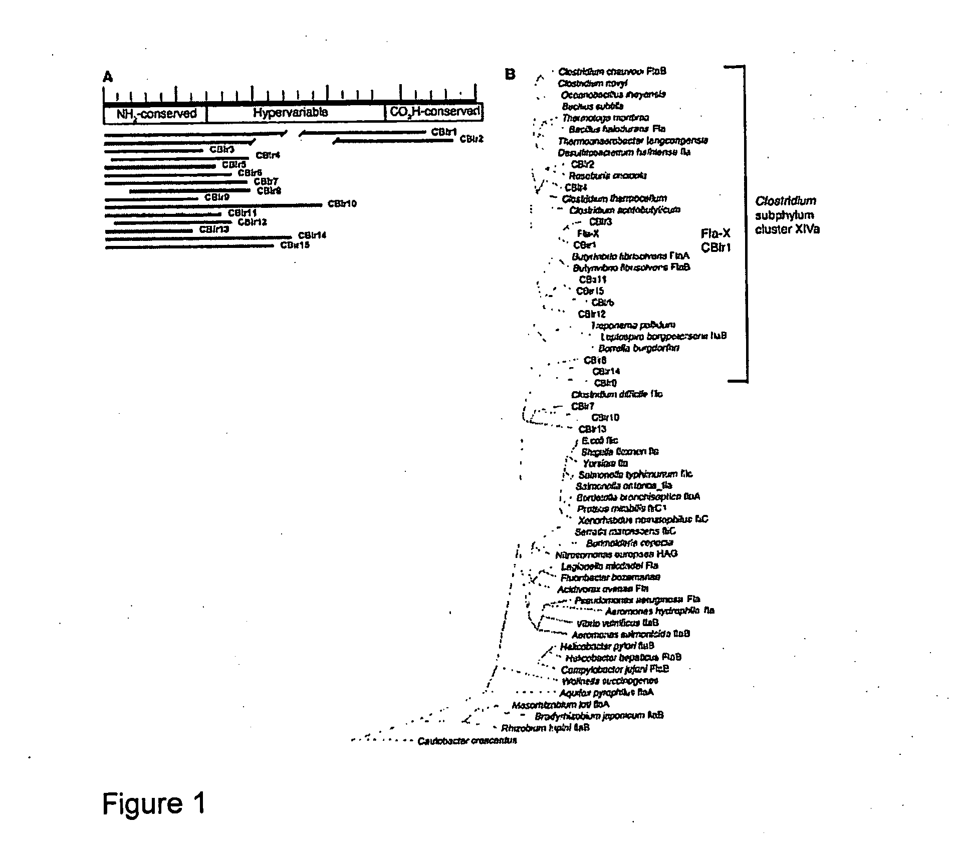 Methods for diagnosis and treatment of crohn's disease