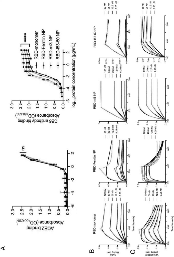 SARS-CoV-2 RBD Conjugated Nanoparticle Vaccine