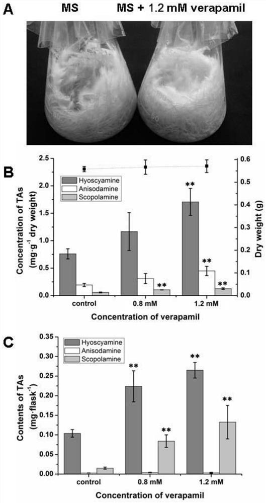 Method for increasing tropane alkaloid content in belladonna hairy roots by using calcium signal inhibitor