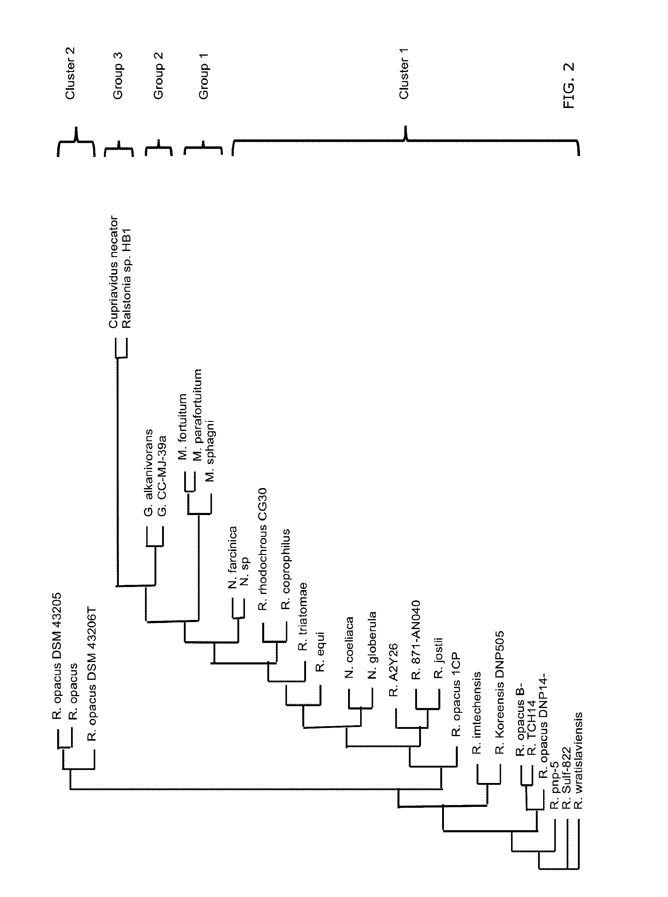 Engineered CO2-Fixing Chemotrophic Microorganisms Producing Carbon-Based Products and Methods of Using the Same