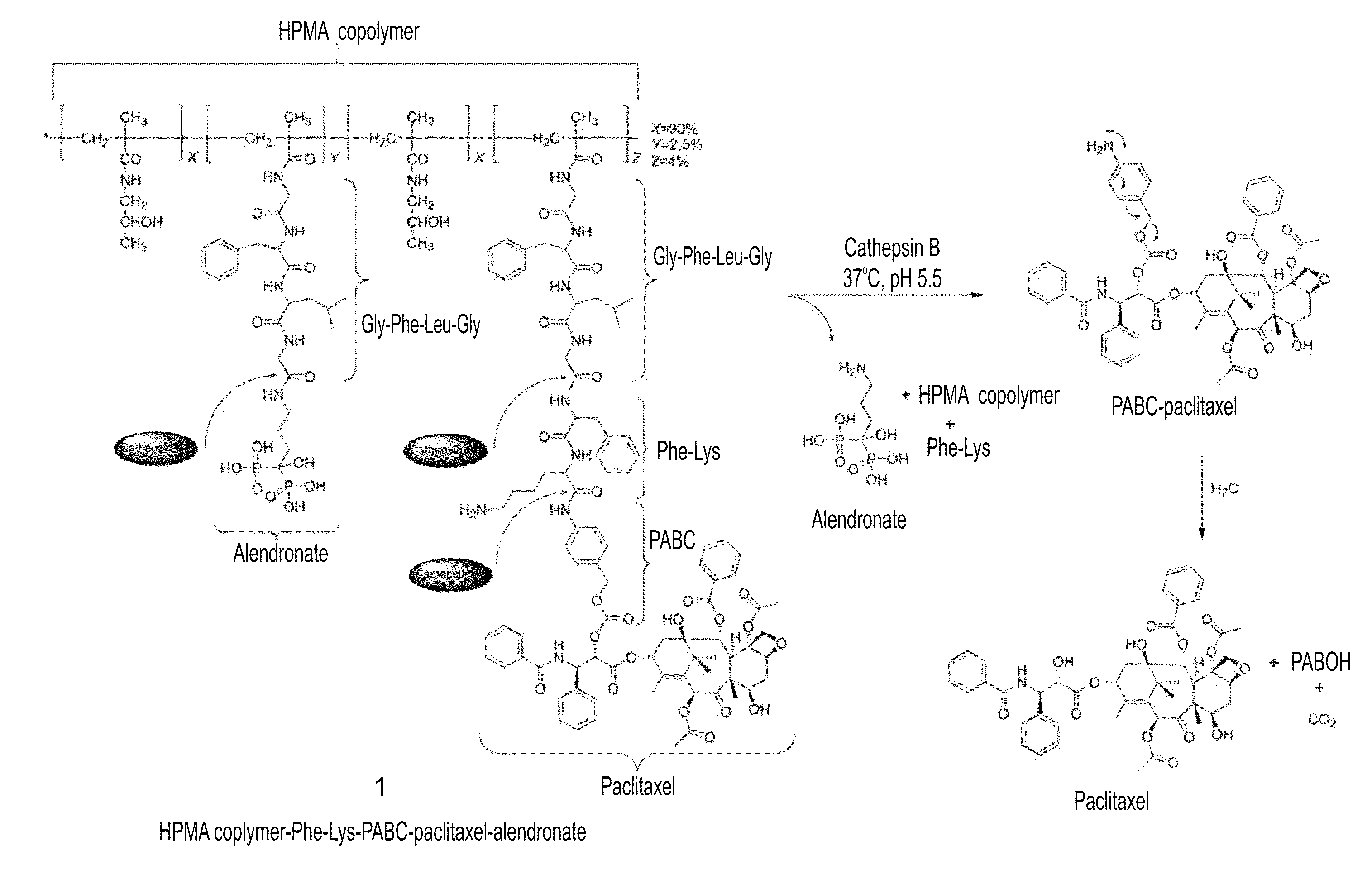 Conjugates of a polymer, a bisphosphonate and an Anti-angiogenesis agent and uses thereof in the treatment and monitoring of bone related diseases