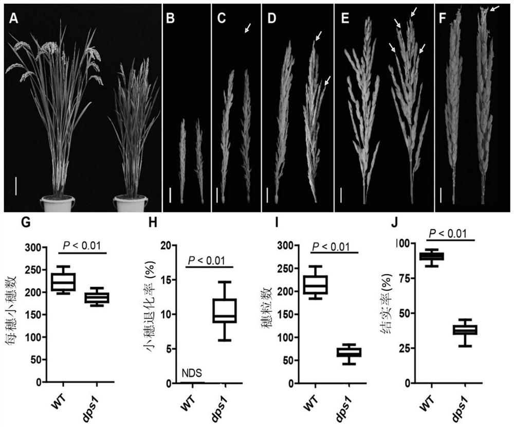 Application of rice dps1 gene and its encoded protein