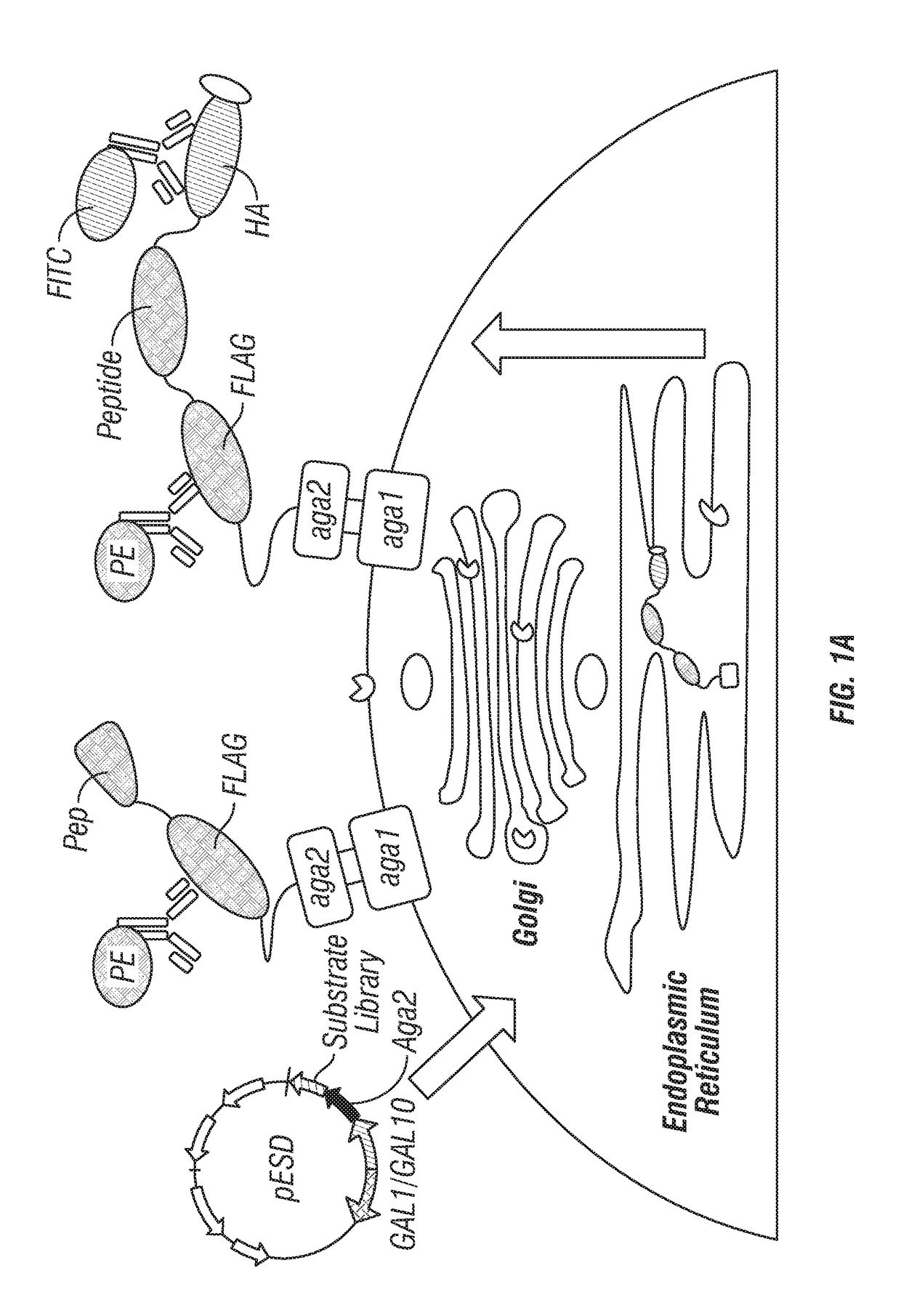 Methods for generating engineered enzymes