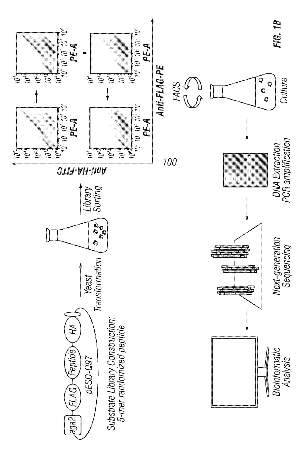 Methods for generating engineered enzymes