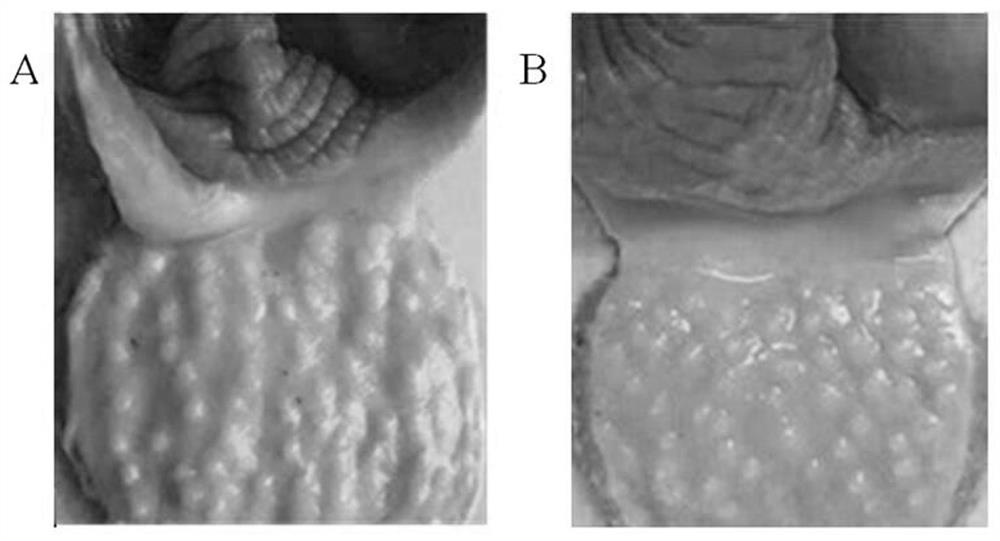 Lactic acid bacteria composite microecological preparation for improving development of glandular stomach of poultry and application of lactic acid bacteria composite microecological preparation