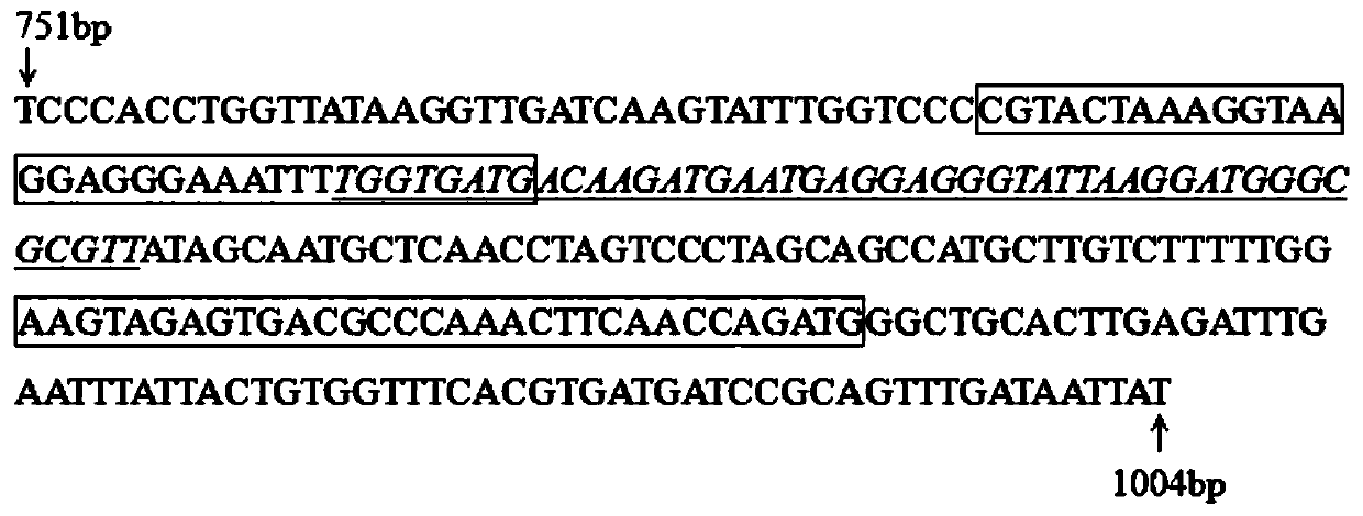 RT-RAA detection method for avian infectious bronchitis virus