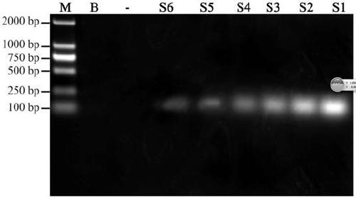 Kit for detecting HSV-2 nucleic acid