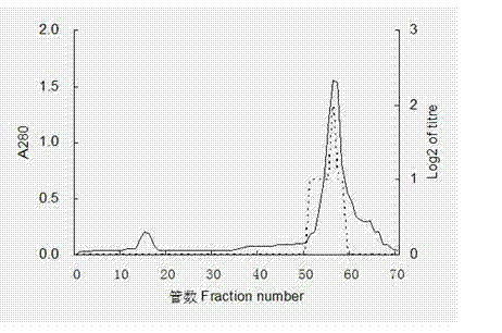 Sargassum thunbergii lectin and preparation method thereof