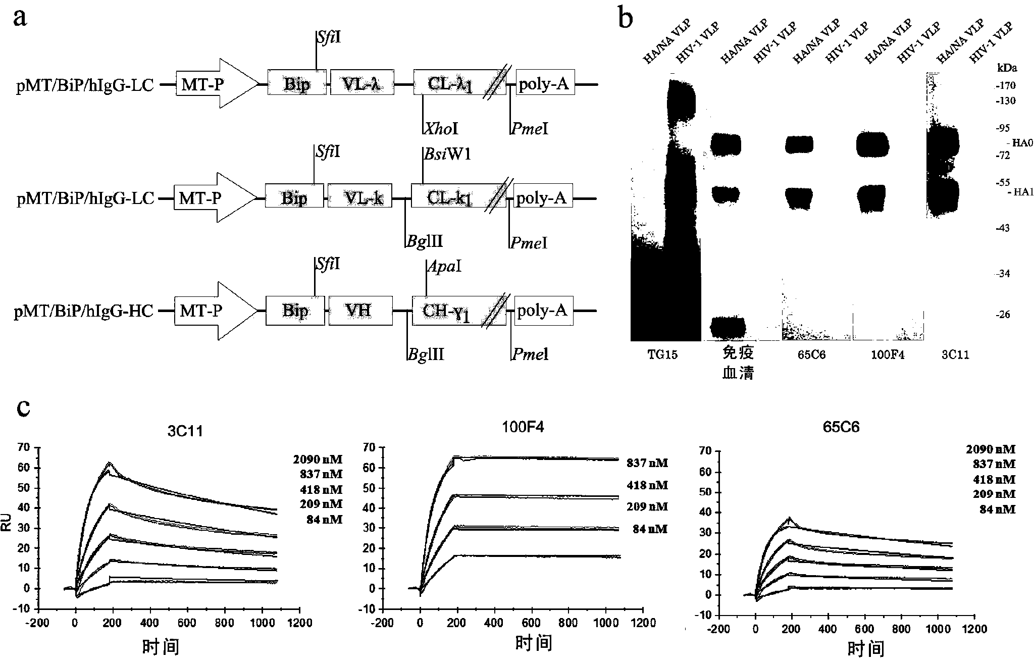 Neutralization molecule of high-pathogenicity avian influenza and preparation method thereof